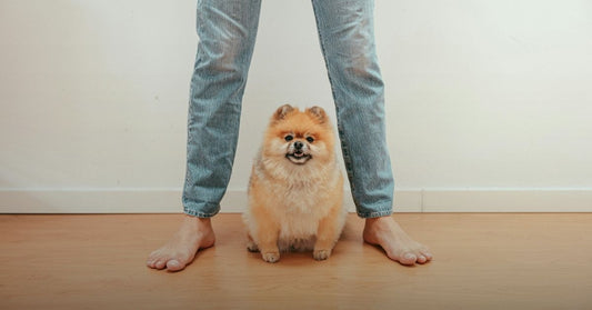 your pets 72 hour emergency survival plan