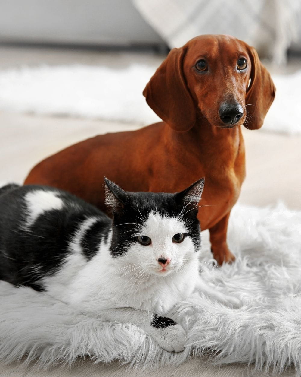 dog and cat sitting on white fluffy rug