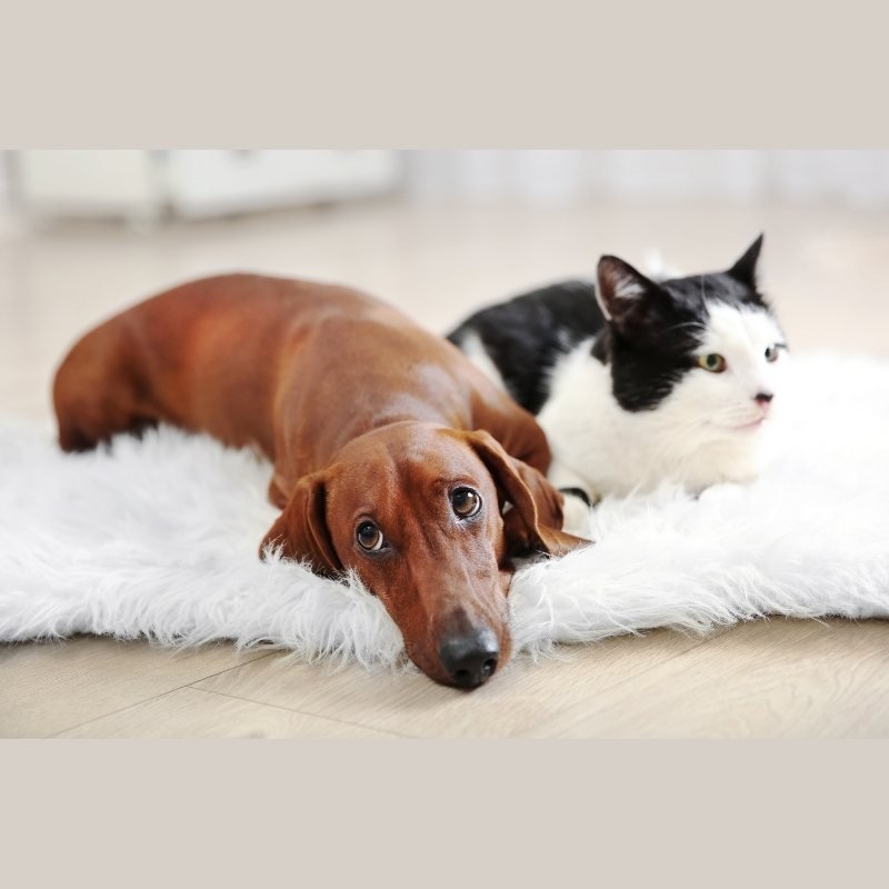 Pet Emergency Survival Kit Collection