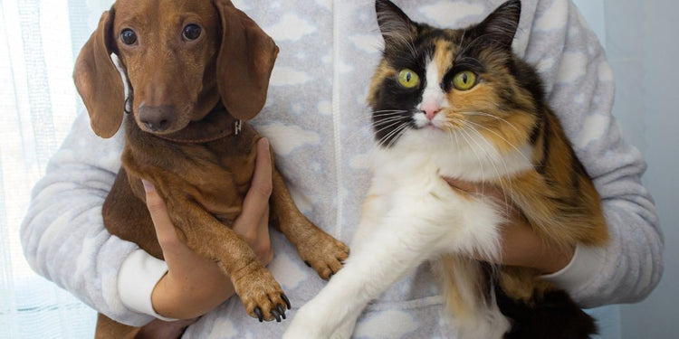 Pet Survival Kit Bundles