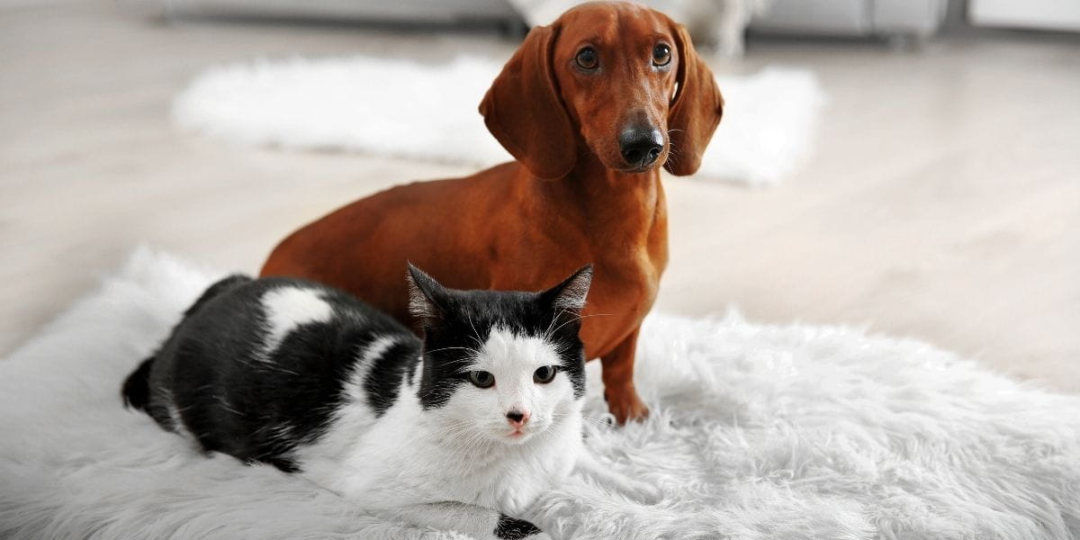 small dog and cat on a rug
