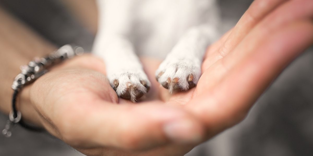Small Dog Emergency Survival Kits Collection