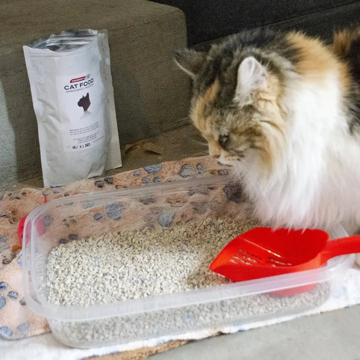 cat using included cat litter box from cat emergency survival kits