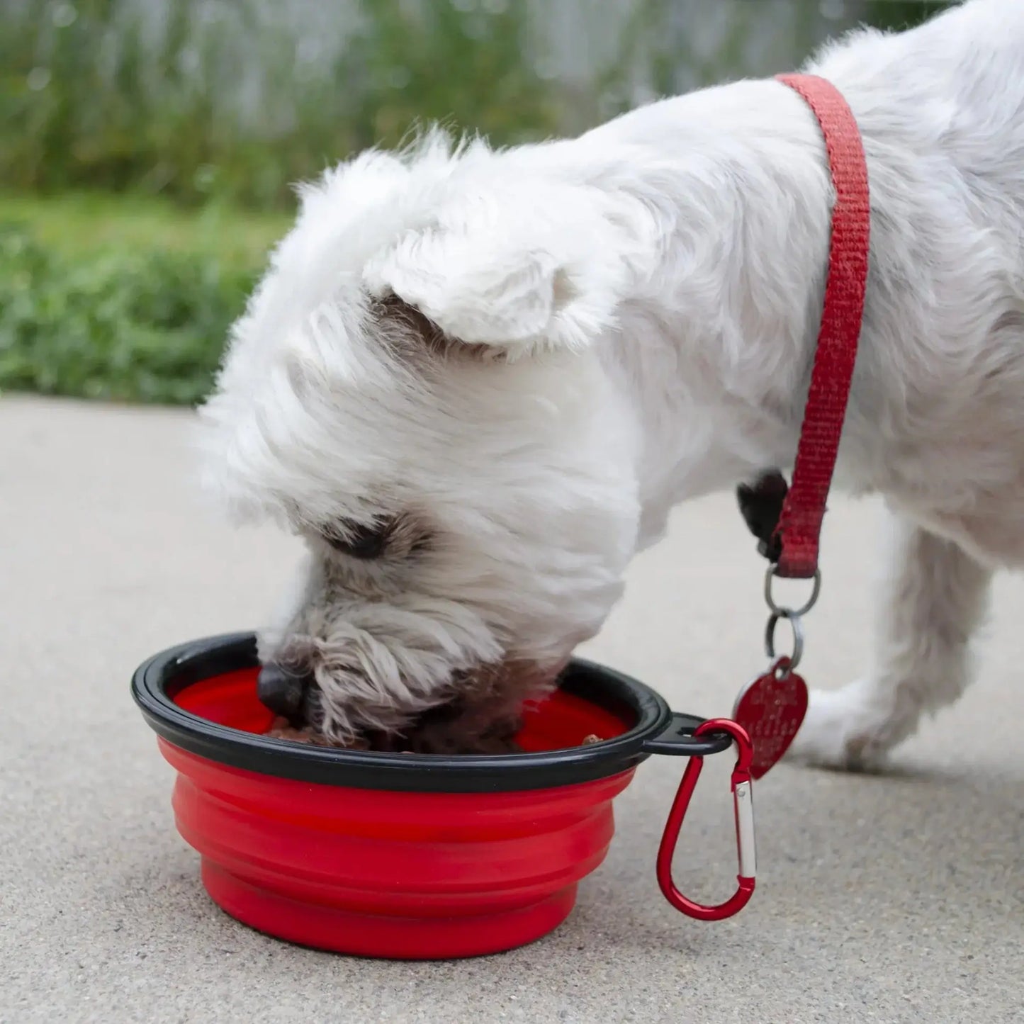bark out dog emergency survival kit with dog using food dish