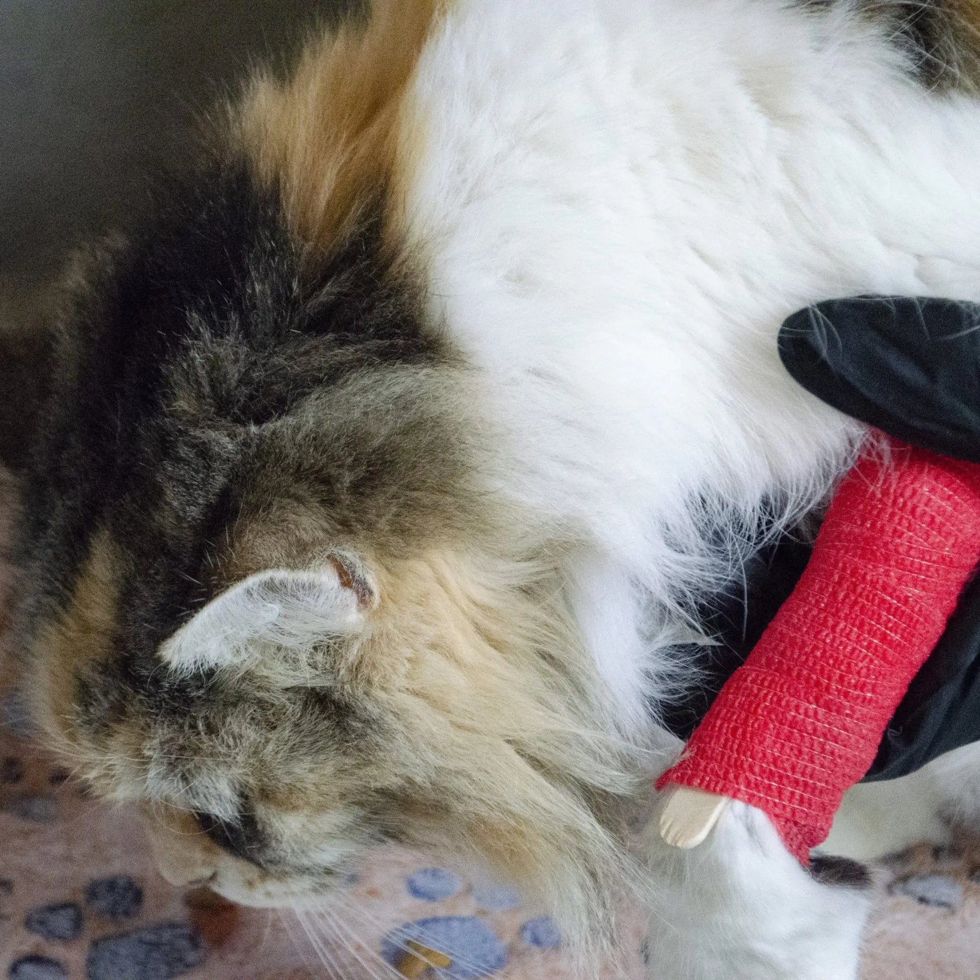 cat with a bandaged leg with items from the first aid kit included in basic and deluxe cat emergency survival kits